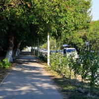 Феодосия. Цветёт гибискус на аллее Симферопольского шоссе. :: Пётр Чернега