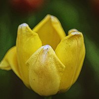 Тюльпан :: Владимир Кроливец