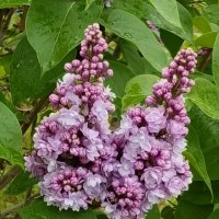 Сиреневая парочка . :: Мила Бовкун