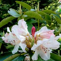 Рододендрон :: Наталья Герасимова