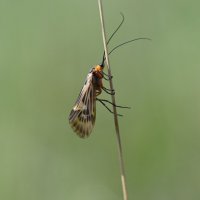 Красотка :: Ольга 