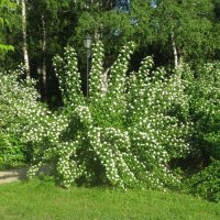 Зелёная звезда :: Дмитрий Никитин