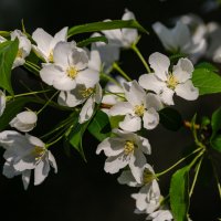 *** :: Виктор Иванович Чернюк *** :: Виктор Иванович Чернюк