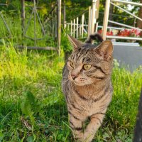 Кот :: Roman stories -