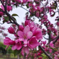 Яблони в цвету :: Ирина Жигунова