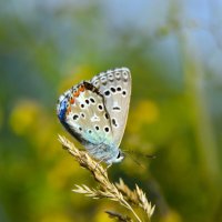 Голубянка :: Надежда Куркина 