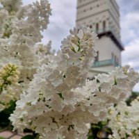 Сирень :: Сапсан 