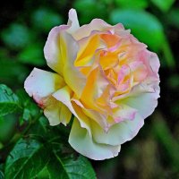 Роза :: Vladimir Lisunov Роза :: Vladimir Lisunov