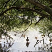 Утка в Кузьминском парке :: Елена Утка в Кузьминском парке :: Елена