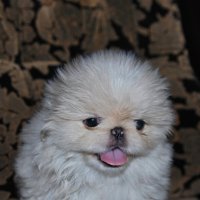 пекинесик :: nataly-teplyakov 