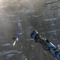 В омут с головой... :: Владимир Безбородов В омут с головой... :: Владимир Безбородов
