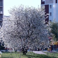 "Пора цветения..." :: Syntaxist (Светлана)