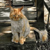 Синявинский философ :: Наталья Герасимова Синявинский философ :: Наталья Герасимова