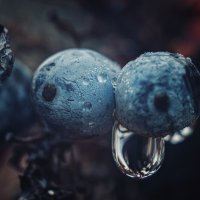Дикие ягоды. :: Анатолий Щербак Дикие ягоды. :: Анатолий Щербак