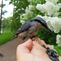 Поползень :: Сапсан 