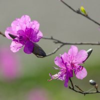 Весенняя красота :: Виктор Иванович Чернюк Весенняя красота :: Виктор Иванович Чернюк