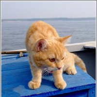 Рыжий путешественник. :: Владимир Попов