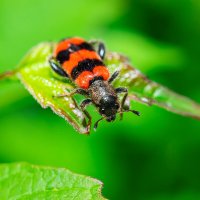 Trichodes alvearius :: Alex Bush