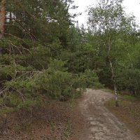 Дорожка в лесу :: Елена Макарова 
