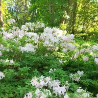 Рододендроны :: Veera V Рододендроны :: Veera V