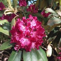 Рододендрон :: Veera V