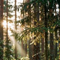 Утро в лесу :: Анатолий Жарский