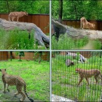Гепард в ростовском зоопарке :: Нина Бутко Гепард в ростовском зоопарке :: Нина Бутко