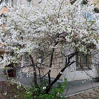 Май. :: Владимир Драгунский