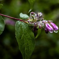 *** :: Николай *** :: Николай