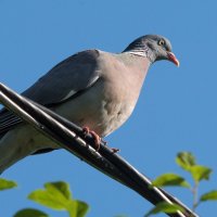 Вяхирь :: Владимир Безбородов