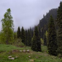 Смешанный лес в горной местности :: LudMila Смешанный лес в горной местности :: LudMila