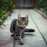дачный охотник :: Антон Лихач дачный охотник :: Антон Лихач