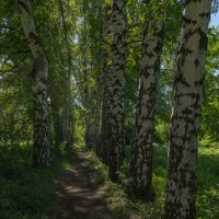 Тропинка :: Татьяна Гузева