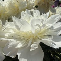 Пионовые страсти :: Pippa 