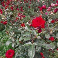 Almaty. :: Murat Bukaev 