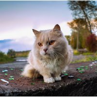 Кот на набережной р.Онеги. :: Валентин Кузьмин