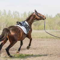 На корде :: SanSan 