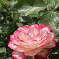 Королева цветов :: Pippa Королева цветов :: Pippa