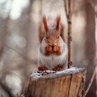 красивые и шустрые жители парка :: Антон Лихач красивые и шустрые жители парка :: Антон Лихач