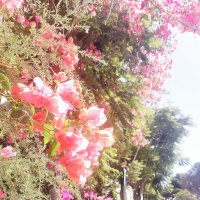14  КЛОС (383) :: CLOSE WAYS ALL