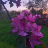 Яблоня :: Сапсан 