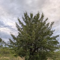 Дикая груша :: Андрей Хлопонин Дикая груша :: Андрей Хлопонин