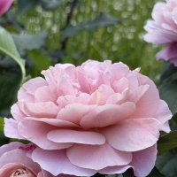 Королева цветов :: Pippa 
