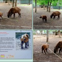 Такин-мишми :: Нина Бутко Такин-мишми :: Нина Бутко