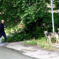 Волк сопровождает :: Юрий Гайворонскiий