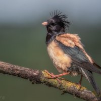 Патлатый :: Александр К. Патлатый :: Александр К.