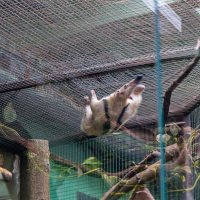 Orientarium ZOO Łódź :: Светлана Ищенко Orientarium ZOO Łódź :: Светлана Ищенко