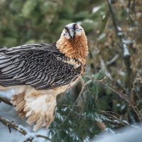 Бородач :: SanSan 