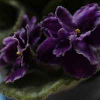 Фиалка :: Алёна Писарева Фиалка :: Алёна Писарева