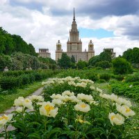 Пионы в ботаническом саду :: Ольга 